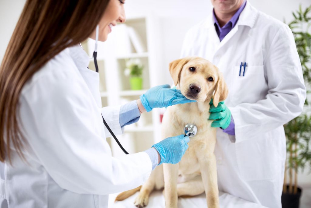 Curso Auxiliar de Veterinário online gratuito e com opção de