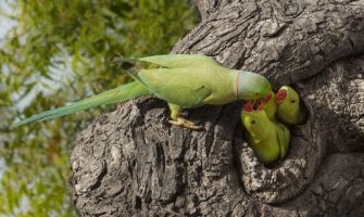 agente de defesa ambiental