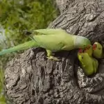 agente de defesa ambiental