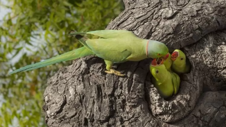 agente de defesa ambiental