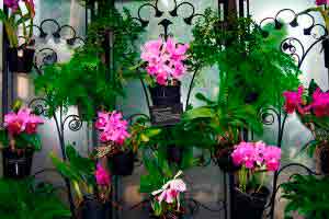 Curso online grátis de Cultivo de Orquídeas